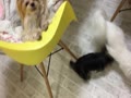 涼しい顔の桃 涼しい顔の桃