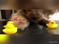 おやつ探しゲーム おやつ探しゲーム